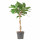⭐FICUS BENGHALENSIS⭐Растение в горшке, бенгальский фикус, 24 cm⭐ИКЕА-70543602