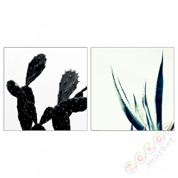 ⭐BILD⭐Плакат, Кактус, 50x50 cm⭐ИКЕА-80441820