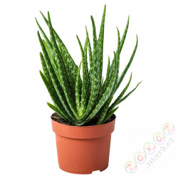 ⭐ALOE VERA⭐Растение в горшке, Алоэ, 12 cm⭐ИКЕА-70276651