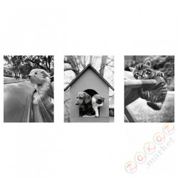 ⭐BILD⭐Плакат, Котy i psy, 30x40 cm⭐ИКЕА-90436168