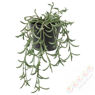⭐FEJKA⭐Искусственное комнатное растение, внутренности/снаружи/Starzec Rowleya висит, 9 cm⭐ИКЕА-20508408