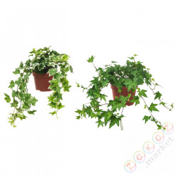 ⭐HEDERA HELIX⭐Растение в горшке, Плющ, 13 cm⭐ИКЕА-66804047