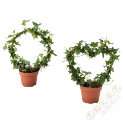⭐HEDERA HELIX⭐Растение в горшке, Плющ разный, 12 cm⭐ИКЕА-80535017