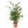 ⭐CARYOTA⭐Растение в горшке, Кариот нежный, 24 cm⭐ИКЕА-20515828 ⭐CARYOTA⭐Растение в горшке, Кариот нежный, 24 cm⭐ИКЕА-20515828