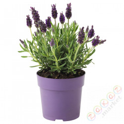 ⭐LAVANDULA⭐Растение в горшке, lawenda, 12 cm⭐ИКЕА-30315409