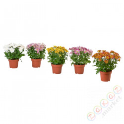 ⭐CHRYSANTHEMUM⭐Растение в горшке, Хризантемы разных цветов, 15 cm⭐ИКЕА-20569736