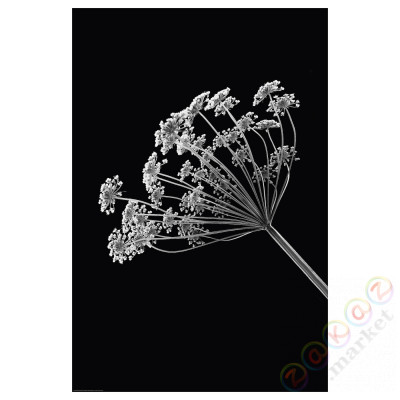 ⭐BILD⭐Плакат, Angelica Pubescens, 61x91 cm⭐ИКЕА-60441840