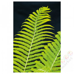 ⭐BILD⭐Плакат, папоротник, 61x91 cm⭐ИКЕА-30521621