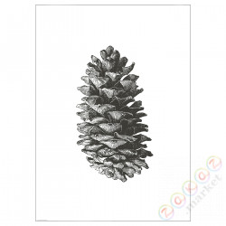 ⭐BILD⭐Плакат, конус sosnowa, 50x70 cm⭐ИКЕА-00533121