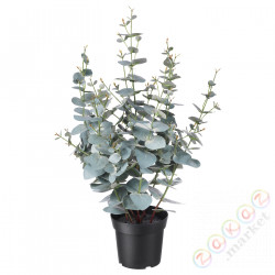 ⭐FEJKA⭐Искусственное комнатное растение, внутренности/эвкалипт на открытом воздухе, 15 cm⭐ИКЕА-40452368