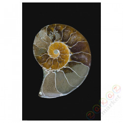 ⭐BILD⭐Плакат, nautilus, 61x91 cm⭐ИКЕА-40567977