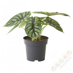 ⭐ALOCASIA⭐Растение в горшке, 14 cm⭐ИКЕА-50515841