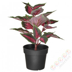 ⭐FEJKA⭐Искусственное комнатное растение, внутренности/вне Solenostemon, 9 cm⭐ИКЕА-60522983