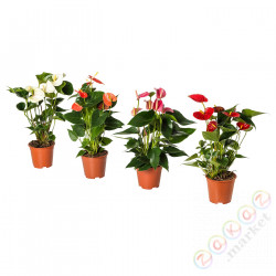 ⭐ANTHURIUM⭐Растение в горшке, Антуриум, 12 cm⭐ИКЕА-20444906