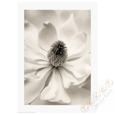 ⭐BILD⭐Плакат, magnolia III, 30x40 cm⭐ИКЕА-30441813