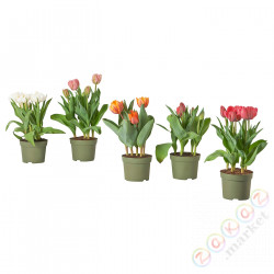 ⭐TULIPA⭐Растение в горшке, различный/Tulipan, 12 cm⭐ИКЕА-20569741