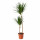 ⭐DRACAENA MARGINATA⭐Растение в горшке, Дерево дракона/2-коренной зуб, 19 cm⭐ИКЕА-40408455 ⭐DRACAENA MARGINATA⭐Растение в горшке, Дерево дракона/2-коренной зуб, 19 cm⭐ИКЕА-40408455