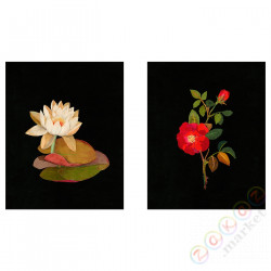 ⭐BILD⭐Плакат, Flora Delanica I, 40x50 cm⭐ИКЕА-00446925