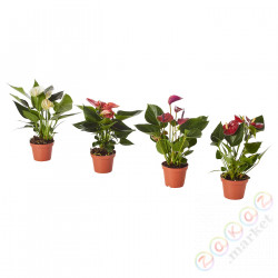⭐ANTHURIUM⭐Растение в горшке, Различные цвета антуриума9 cm⭐ИКЕА-70375571