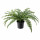 ⭐FEJKA⭐Искусственное комнатное растение, внутренности/папоротник снаружи, 15 cm⭐ИКЕА-20468450