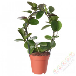 ⭐HOYA⭐Растение в горшке, woskownica, 12 cm⭐ИКЕА-20515814