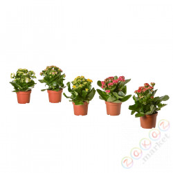 ⭐KALANCHOE⭐Растение в горшке, Кэти фламинго разных цветов, 10.5 cm⭐ИКЕА-70575155