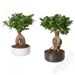 ⭐FICUS⭐Roślina сdoniczką, бонсай/разные цвета, 22 cm⭐ИКЕА-30432724