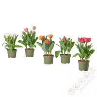 ⭐TULIPA⭐Растение в горшке, различный/Tulipan, 12 cm⭐ИКЕА-20569741