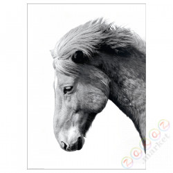 ⭐BILD⭐Плакат, Sвместимостьrzenie, 50x70 cm⭐ИКЕА-10446939