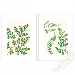 ⭐BILD⭐Плакат, paprocie, 30x40 cm⭐ИКЕА-50447710