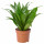 ⭐DRACAENA FRAGRANS 'COMPACTA'⭐Растение в горшке, dracena fragrans compacta, 9 cm⭐ИКЕА-60504535 ⭐DRACAENA FRAGRANS 'COMPACTA'⭐Растение в горшке, dracena fragrans compacta, 9 cm⭐ИКЕА-60504535