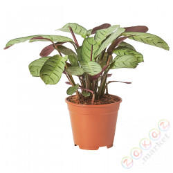 ⭐CTENANTHE⭐Растение в горшке, Ctenanthe, 14 cm⭐ИКЕА-80528187