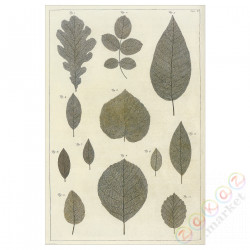 ⭐BILD⭐Плакат, kolekcja liści botanicznych, 61x91 cm⭐ИКЕА-70570898