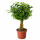 ⭐FICUS BENJAMINA 'NATASJA'⭐Растение в горшке, Инжир плачет12 cm⭐ИКЕА-56804613 ⭐FICUS BENJAMINA 'NATASJA'⭐Растение в горшке, Инжир плачет12 cm⭐ИКЕА-56804613