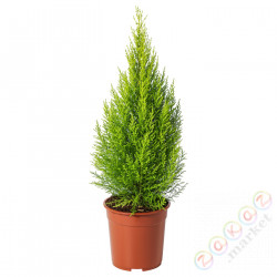 ⭐CUPRESSUS MACROCARPA⭐Растение в горшке, кипарис, 24 cm⭐ИКЕА-00569737