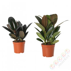 ⭐FICUS ELASTICA⭐Растение в горшке, Различные каучуковые деревья, 19 cm⭐ИКЕА-80506086