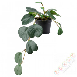 ⭐FEJKA⭐Искусственное комнатное растение, внутренности/висит снаружи/Пеперомия, 9 cm⭐ИКЕА-00468446