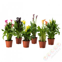 ⭐ZANTEDESCHIA⭐Растение в горшке, Грязевой крем/разные цвета, 14 cm⭐ИКЕА-80569757