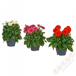 ⭐DAHLIA⭐Растение в горшке, Георгина разные цвета, 23 cm⭐ИКЕА-90553256