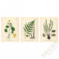 ⭐BILD⭐Плакат, цветок i папоротник, 50x70 cm⭐ИКЕА-80521652