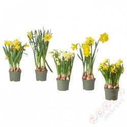 ⭐NARCISSUS⭐Растение в горшке, различный/narcyz, 12 cm⭐ИКЕА-40569740
