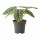 ⭐ALOCASIA⭐Растение в горшке, 14 cm⭐ИКЕА-50515841 ⭐ALOCASIA⭐Растение в горшке, 14 cm⭐ИКЕА-50515841
