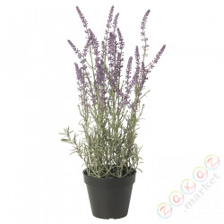 ⭐FEJKA⭐Искусственное комнатное растение, внутренности/снаружи/lawenda сирень, 12 cm⭐ИКЕА-50571691