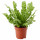 ⭐ASPLENIUM 'CRISPY WAVE'⭐Растение в горшке, 12 cm⭐ИКЕА-00460780 ⭐ASPLENIUM 'CRISPY WAVE'⭐Растение в горшке, 12 cm⭐ИКЕА-00460780