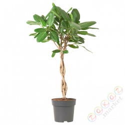 ⭐FICUS BENGHALENSIS⭐Растение в горшке, бенгальский фикус, 24 cm⭐ИКЕА-70543602