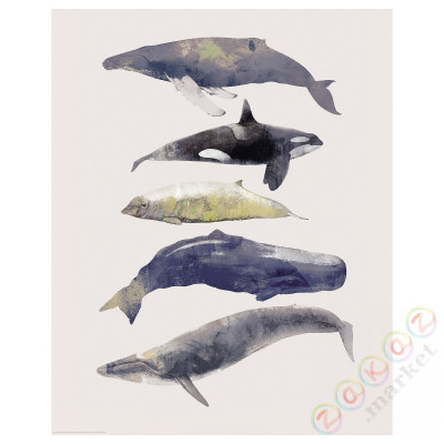 ⭐BILD⭐Плакат, Muzyka wielorybów, 40x50 cm⭐ИКЕА-10436011