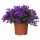 ⭐CAMPANULA PORTENSCHLAGIANA⭐Растение в горшке, Колокол17 cm⭐ИКЕА-40460778 ⭐CAMPANULA PORTENSCHLAGIANA⭐Растение в горшке, Колокол17 cm⭐ИКЕА-40460778