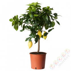 ⭐CITRUS⭐Растение в горшке, лимон, 21 cm⭐ИКЕА-20574629