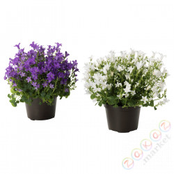 ⭐CAMPANULA PORTENSCHLAGIANA⭐Растение в горшке, Колокол, 10.5 cm⭐ИКЕА-70569734