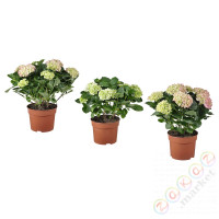 ⭐HYDRANGEA MACROPHYLLA⭐Растение в горшке, Hortensja/разные цвета, 23 cm⭐ИКЕА-10553255